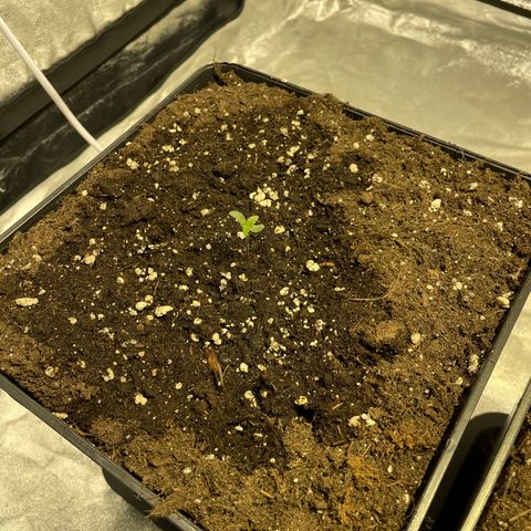 Jack 47 Auto #1 growlog photo