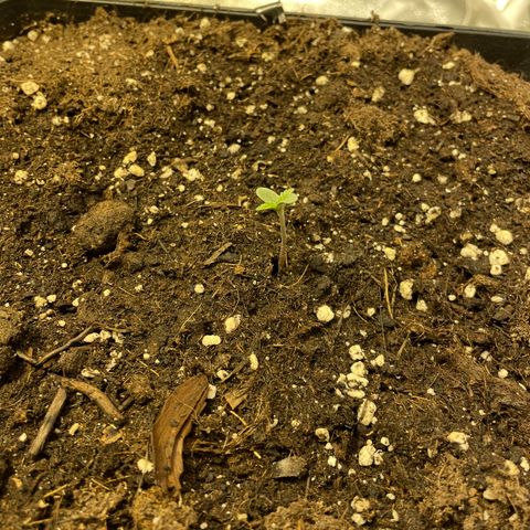 Jack 47 Auto #1 growlog photo