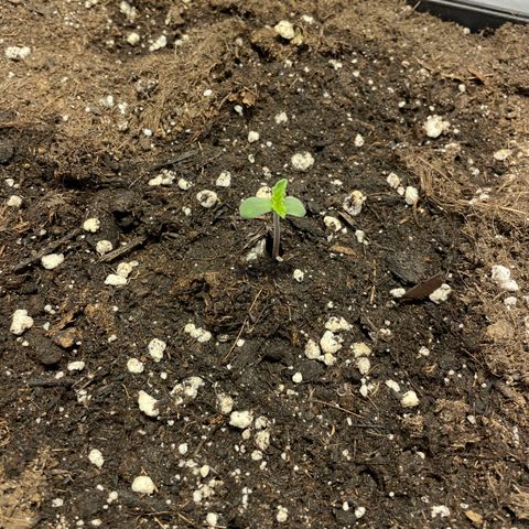 Jack 47 Auto #1 growlog photo