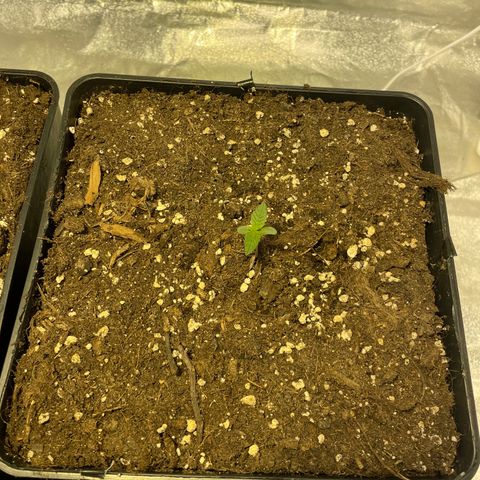 Jack 47 Auto #1 growlog timeline photo