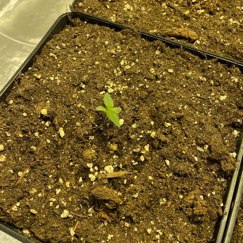 Jack 47 Auto #1 growlog photo