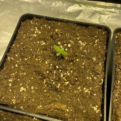Jack 47 Auto #1 growlog timeline photo
