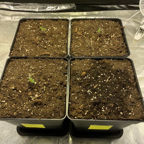 Jack 47 Auto #1 growlog timeline photo