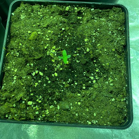 Jack 47 Auto #1 growlog timeline photo