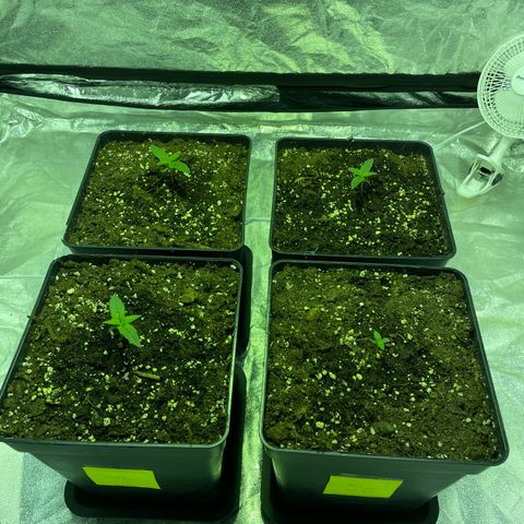 Jack 47 Auto #1 growlog timeline photo