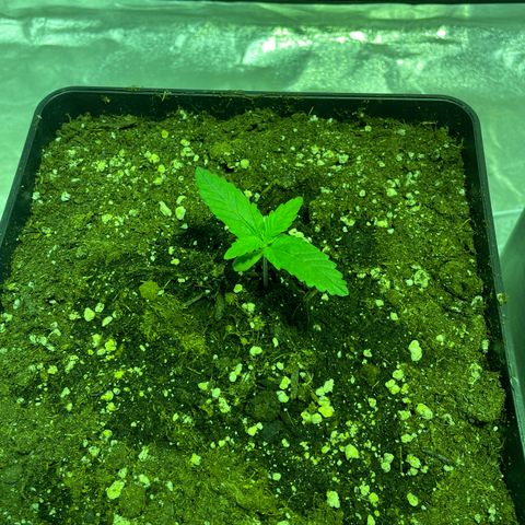 Jack 47 Auto #1 growlog timeline photo