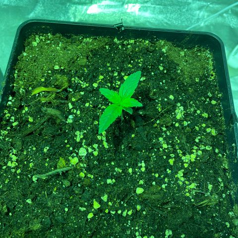 Jack 47 Auto #1 growlog timeline photo
