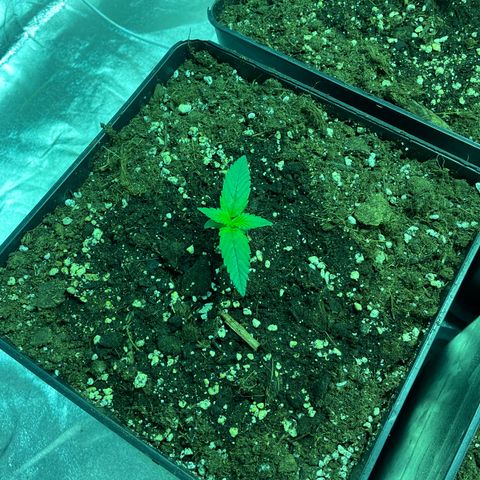 Jack 47 Auto #1 growlog timeline photo