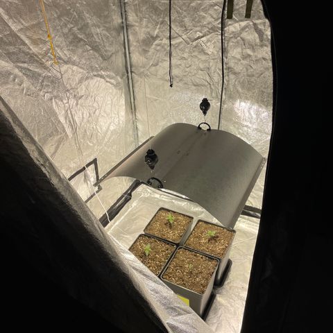 Jack 47 Auto #1 growlog timeline photo