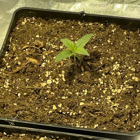 Jack 47 Auto #1 growlog timeline photo