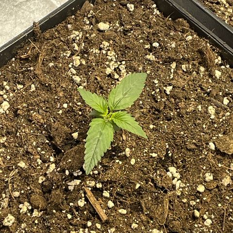 Jack 47 Auto #1 growlog timeline photo
