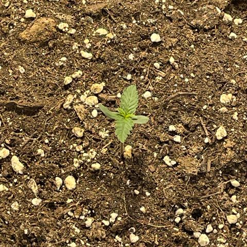 Jack 47 Auto #1 growlog timeline photo