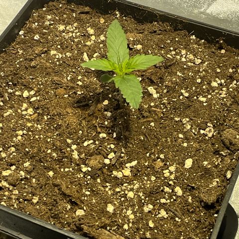 Jack 47 Auto #1 growlog timeline photo
