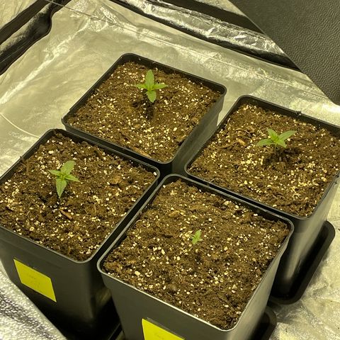 Jack 47 Auto #1 growlog timeline photo