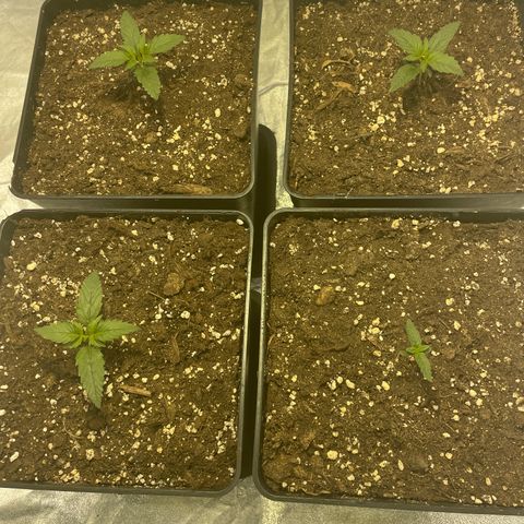 Jack 47 Auto #1 growlog timeline photo