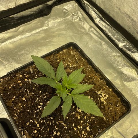 Jack 47 Auto #1 growlog timeline photo