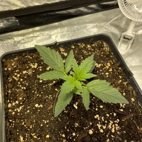 Jack 47 Auto #1 growlog timeline photo