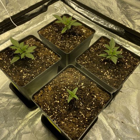 Jack 47 Auto #1 growlog timeline photo