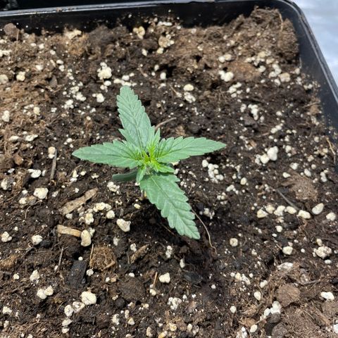 Jack 47 Auto #1 growlog timeline photo