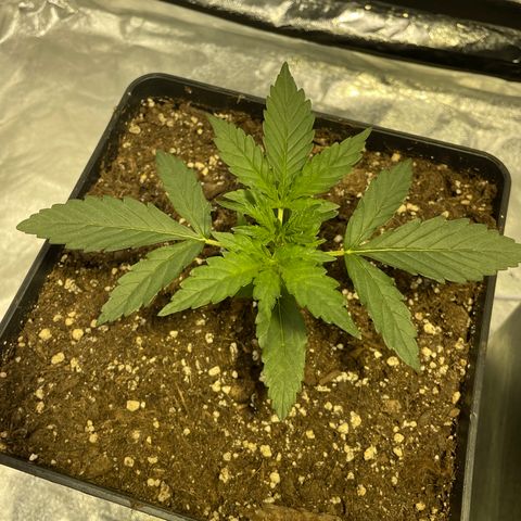 Jack 47 Auto #1 growlog timeline photo