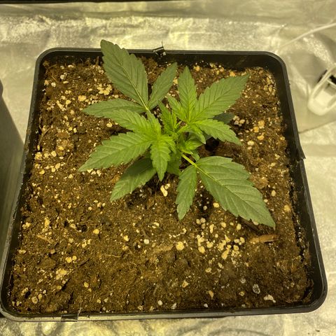 Jack 47 Auto #1 growlog timeline photo