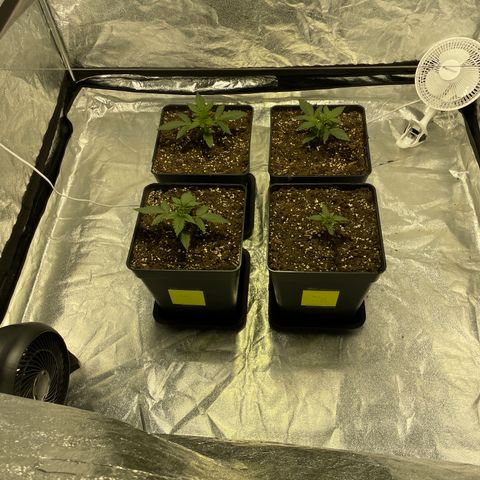 Jack 47 Auto #1 growlog timeline photo