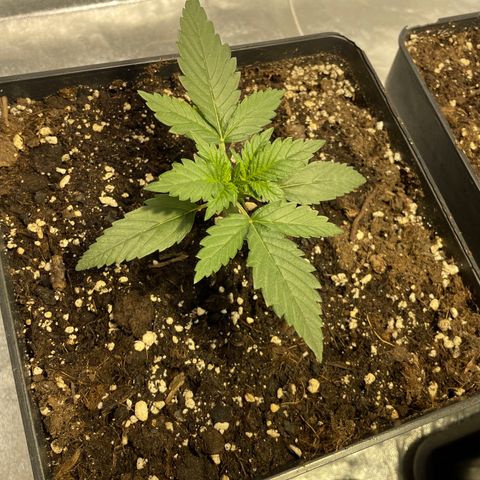 Jack 47 Auto #1 growlog timeline photo