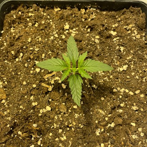 Jack 47 Auto #1 growlog timeline photo