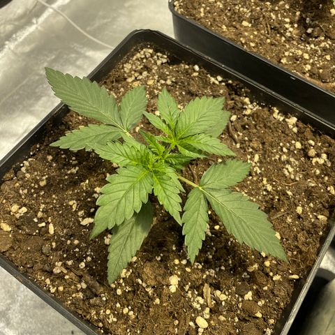 Jack 47 Auto #1 growlog timeline photo