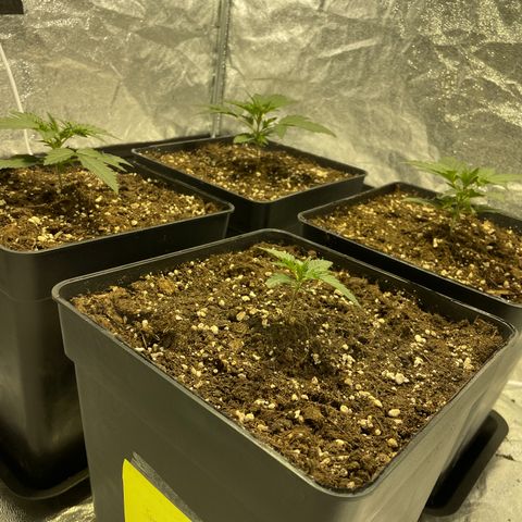 Jack 47 Auto #1 growlog timeline photo