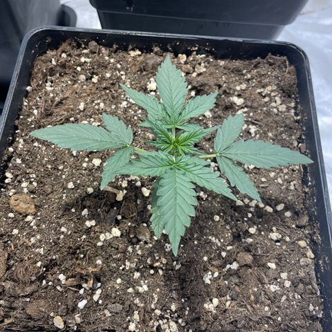 Jack 47 Auto #1 growlog timeline photo
