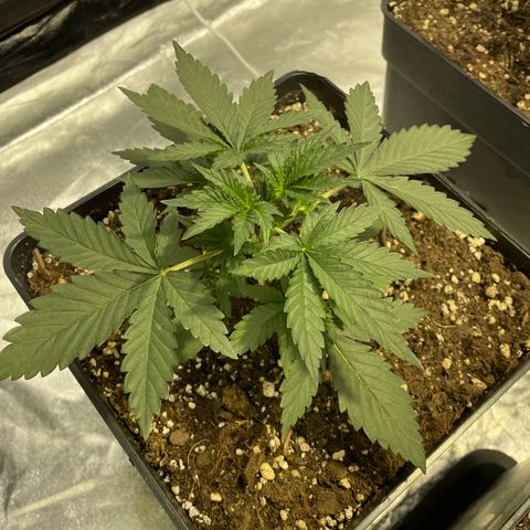 Jack 47 Auto #1 growlog timeline photo