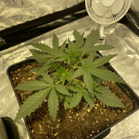 Jack 47 Auto #1 growlog timeline photo