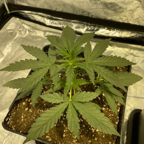 Jack 47 Auto #1 growlog timeline photo