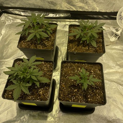 Jack 47 Auto #1 growlog timeline photo