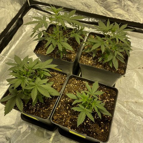 Jack 47 Auto #1 growlog timeline photo