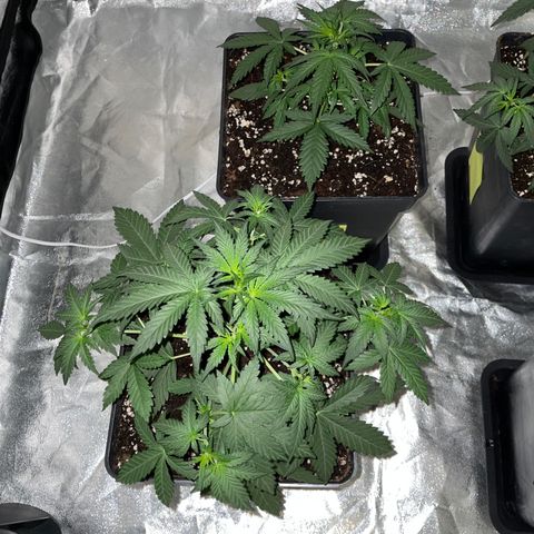 Jack 47 Auto #1 growlog timeline photo