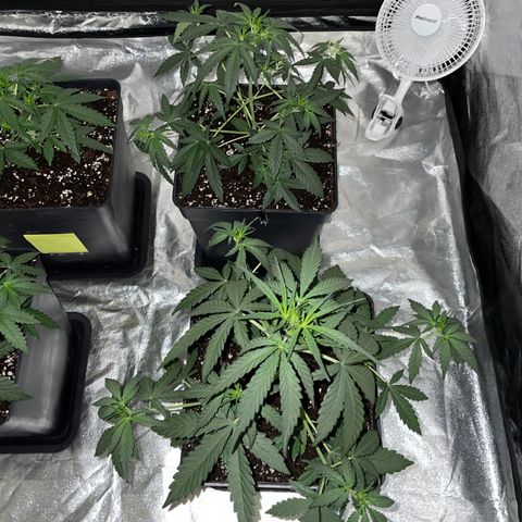 Jack 47 Auto #1 growlog timeline photo