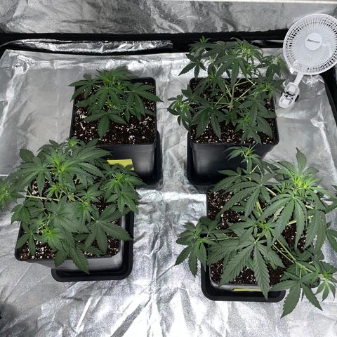 Jack 47 Auto #1 growlog timeline photo