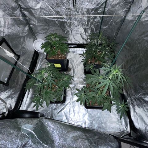 Jack 47 Auto #1 growlog timeline photo