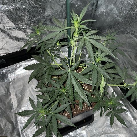 Jack 47 Auto #1 growlog timeline photo