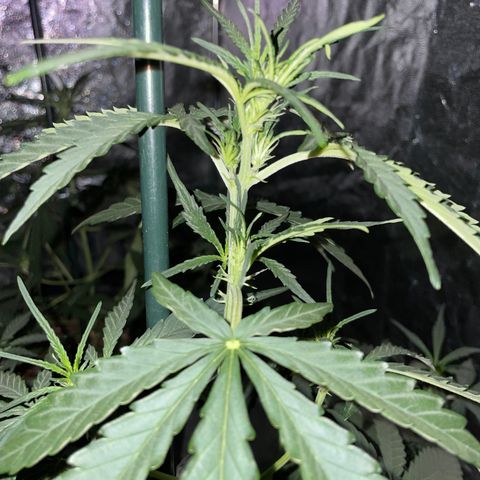 Jack 47 Auto #1 growlog timeline photo