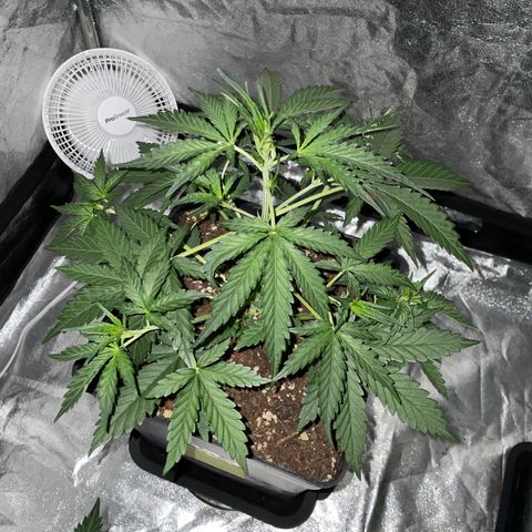 Jack 47 Auto #1 growlog timeline photo