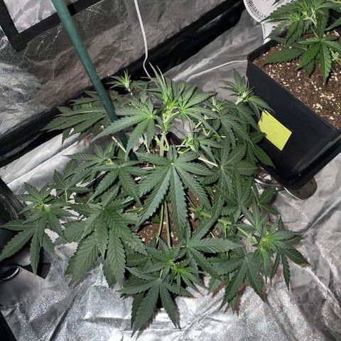 Jack 47 Auto #1 growlog timeline photo