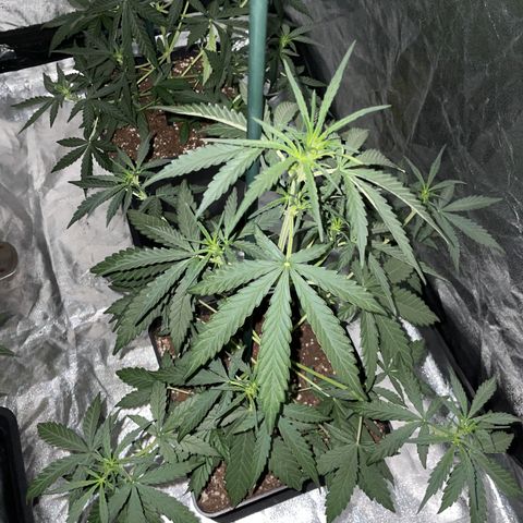 Jack 47 Auto #1 growlog timeline photo