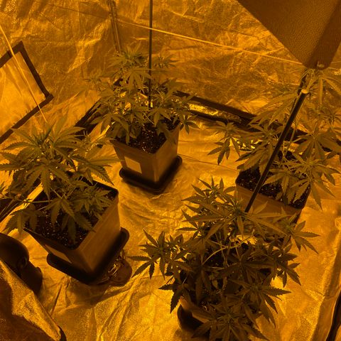 Jack 47 Auto #1 growlog timeline photo