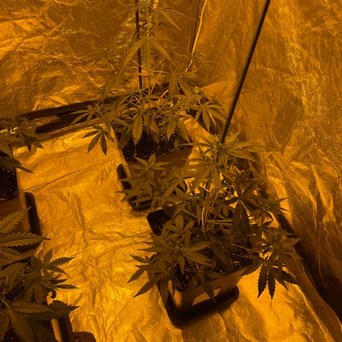 Jack 47 Auto #1 growlog timeline photo