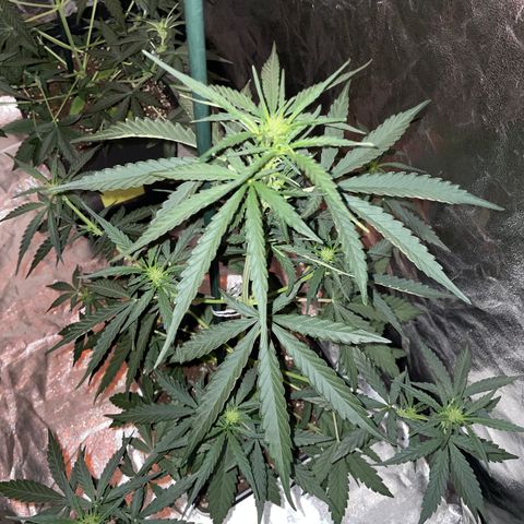 Jack 47 Auto #1 growlog timeline photo