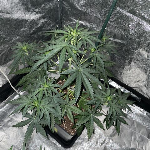 Jack 47 Auto #1 growlog timeline photo