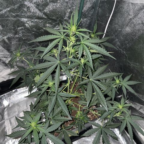 Jack 47 Auto #1 growlog timeline photo